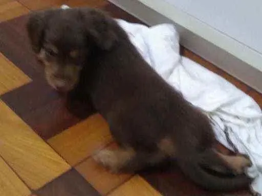 Cachorro ra a SRD idade 2 a 6 meses nome Brioche