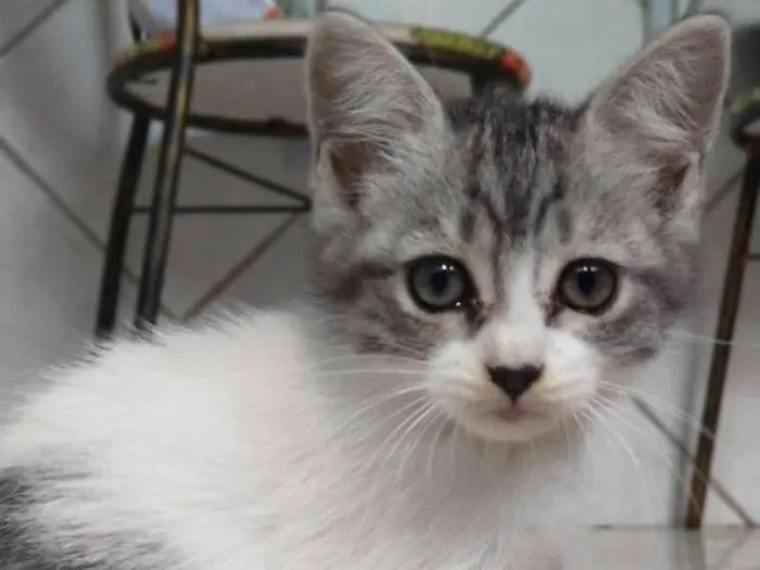 Gato raça vira-lata idade Abaixo de 2 meses nome Paulinha