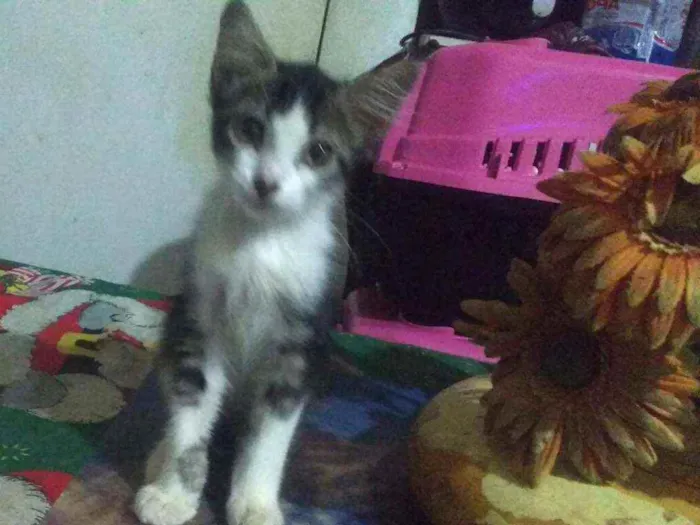 Gato ra a SRD idade 2 a 6 meses nome Rocky