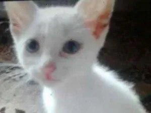 Gato raça SRD idade 2 a 6 meses nome Jonny