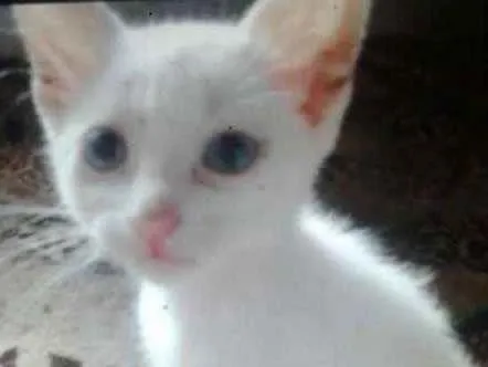 Gato ra a SRD idade 2 a 6 meses nome Jonny
