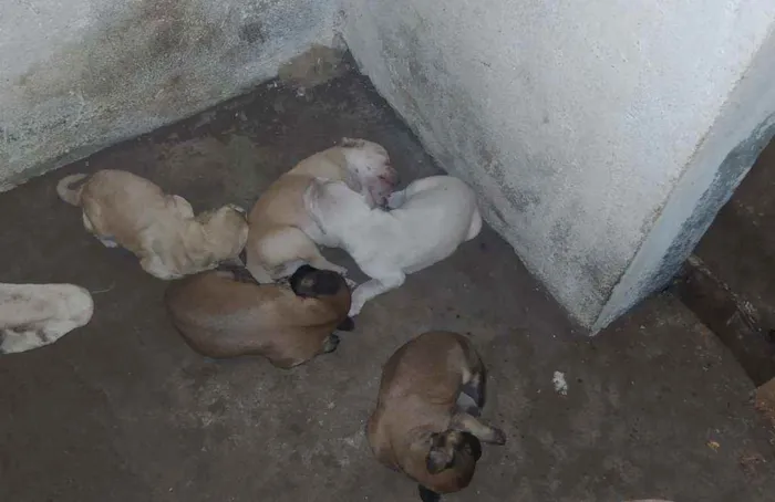Cachorro raça Vira lata idade Abaixo de 2 meses nome Não tem nome