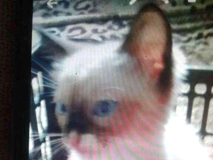 Gato ra a Siames idade 2 a 6 meses nome Adonis