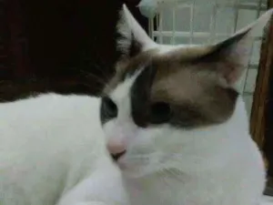 Gato raça Desconhecida idade 7 a 11 meses nome Frodo