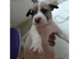 Scoob