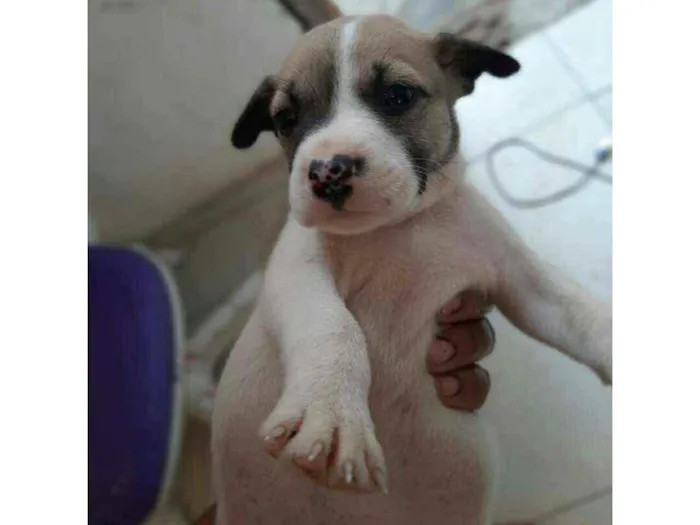 Cachorro ra a Vira - lata  idade 2 a 6 meses nome Scoob