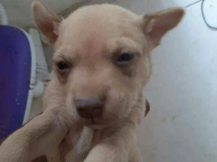 Cachorro ra a Vira - lata  idade 2 a 6 meses nome Todi