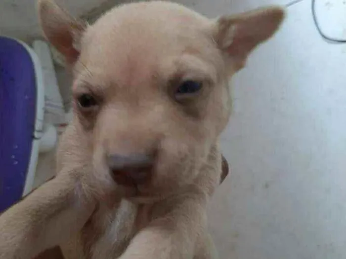 Cachorro ra a Vira - lata  idade 2 a 6 meses nome Todi