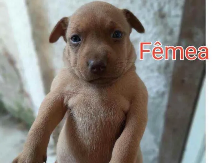 Cachorro ra a Vira - lata idade 2 a 6 meses nome Mel