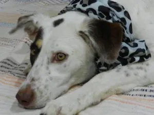 Cachorro raça Bonita idade 7 a 11 meses nome Madona