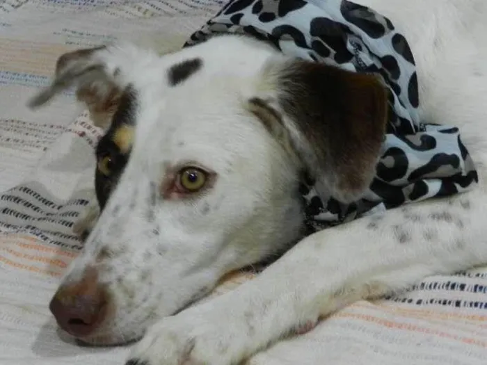 Cachorro ra a Bonita idade 7 a 11 meses nome Madona