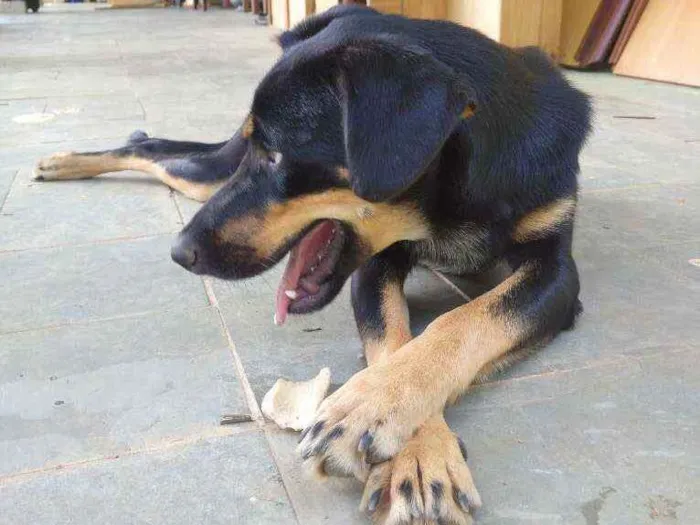 Cachorro ra a Desconhecido idade 1 ano nome Alcione