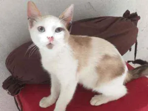 Gato raça Rnd idade 2 a 6 meses nome Shakira