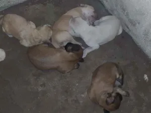 Cachorro raça Vira lata idade Abaixo de 2 meses nome Não tem nome