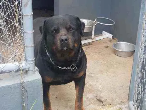 Cachorro raça Rottweiler  idade 4 anos nome Xanthus