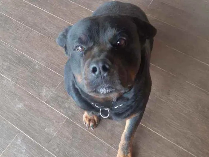 Cachorro raça Rottweiler  idade 4 anos nome Xanthus