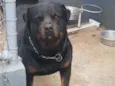 Cachorro raça Rottweiler  idade 4 anos nome Xanthus