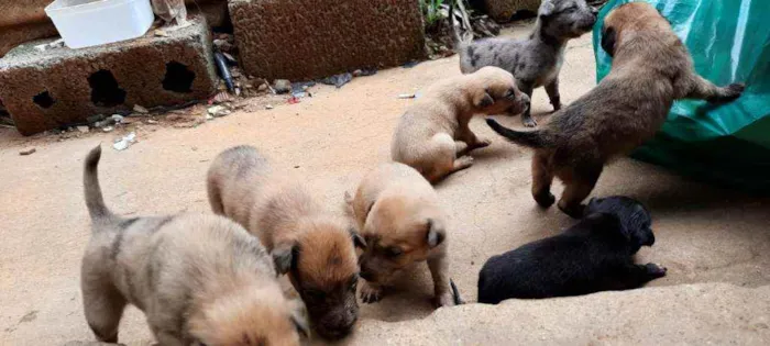 Cachorro raça  idade Abaixo de 2 meses nome A critério 