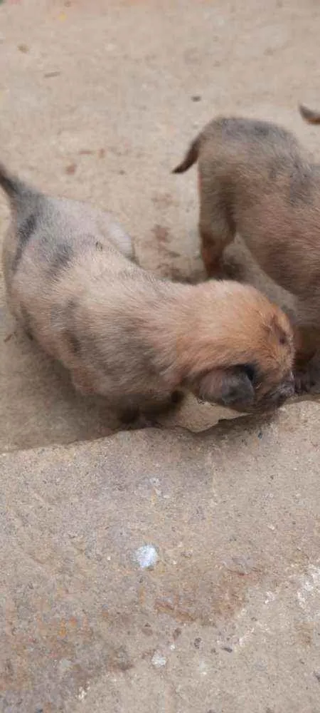 Cachorro raça  idade Abaixo de 2 meses nome A critério 