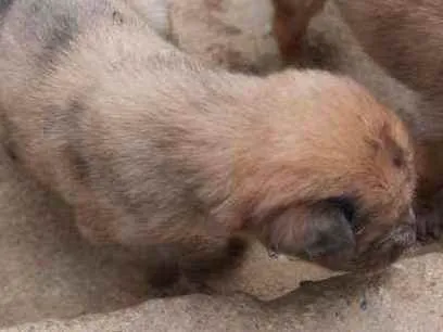 Cachorro raça  idade Abaixo de 2 meses nome A critério 