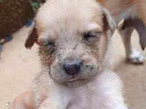 Cachorro raça  idade Abaixo de 2 meses nome A critério 