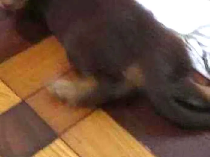Cachorro ra a SRD idade 2 a 6 meses nome Brioche