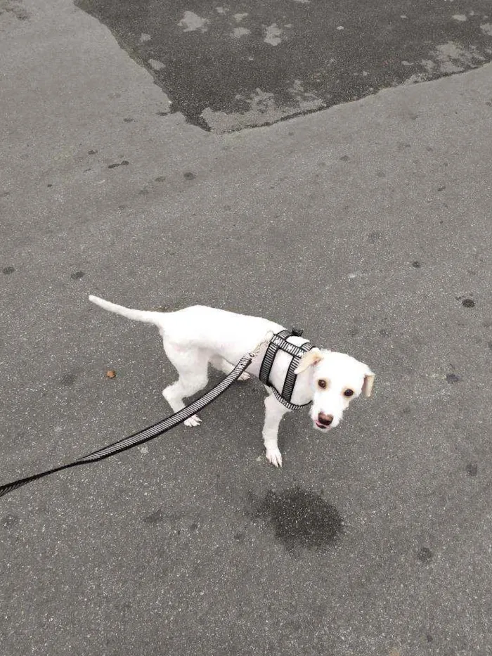 Cachorro ra a poddle toy idade 7 a 11 meses nome tiny