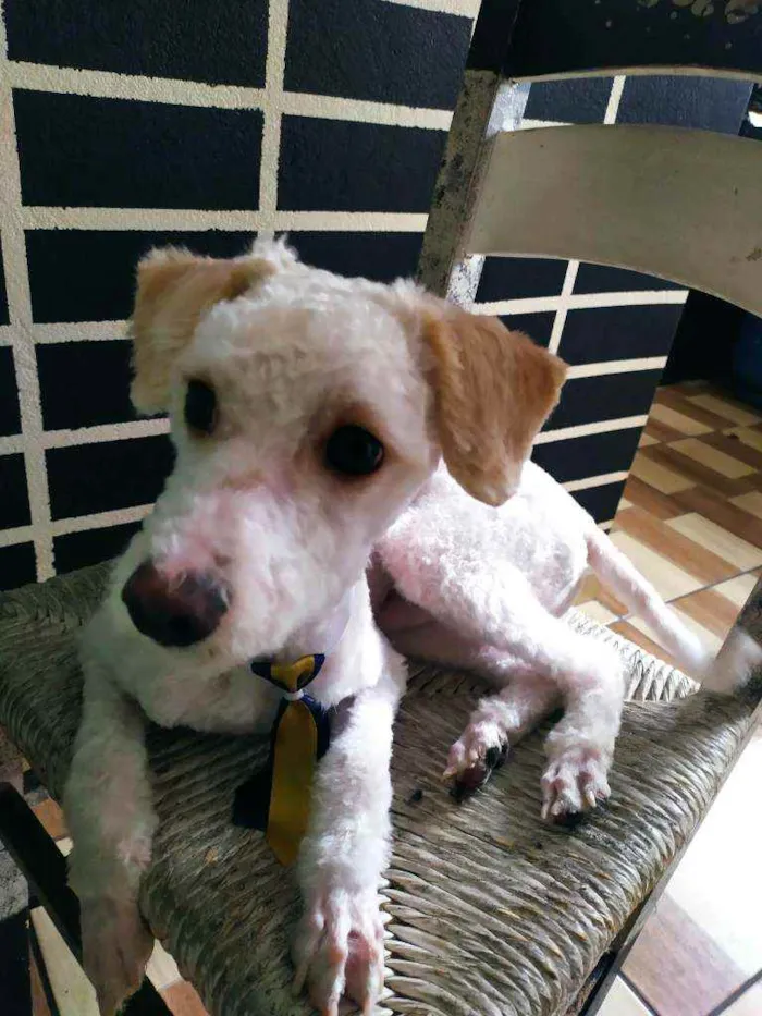 Cachorro ra a poddle toy idade 7 a 11 meses nome tiny
