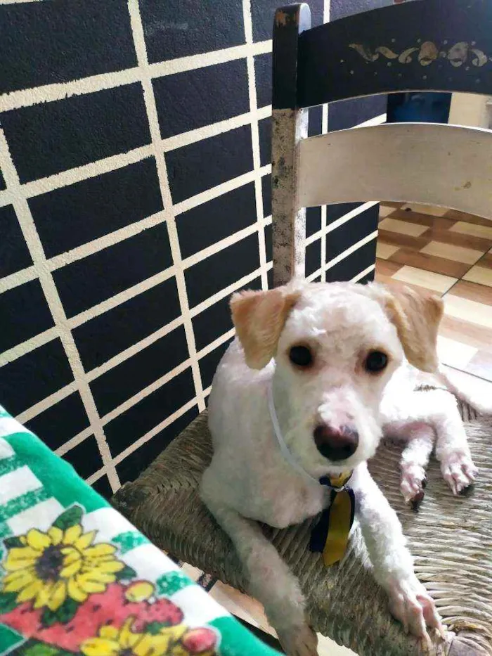Cachorro ra a poddle toy idade 7 a 11 meses nome tiny