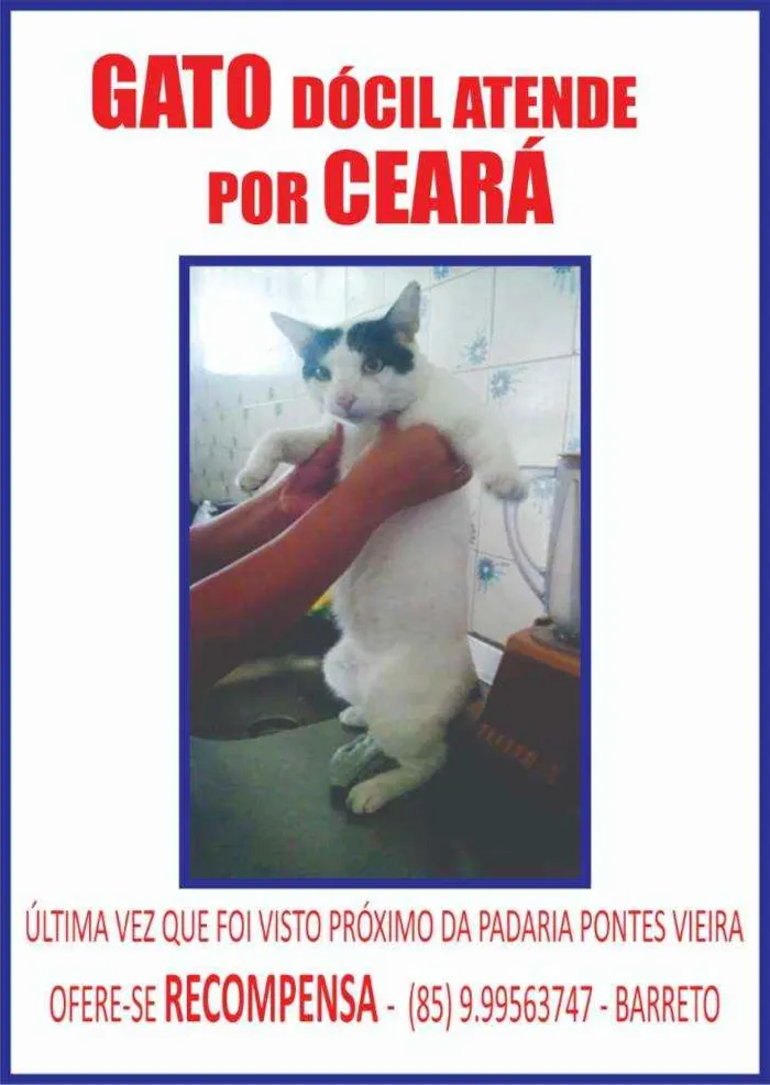 Gato ra a SRD idade 5 anos nome Ceará