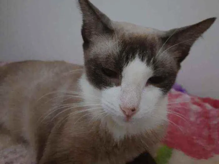 Gato ra a Mestiça de siamês idade 7 a 11 meses nome Jade