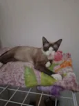 Jade