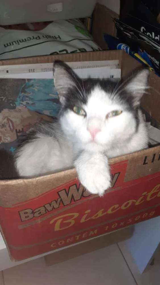 Gato ra a Srd  idade 7 a 11 meses nome Milly