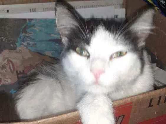 Gato ra a Srd  idade 7 a 11 meses nome Milly