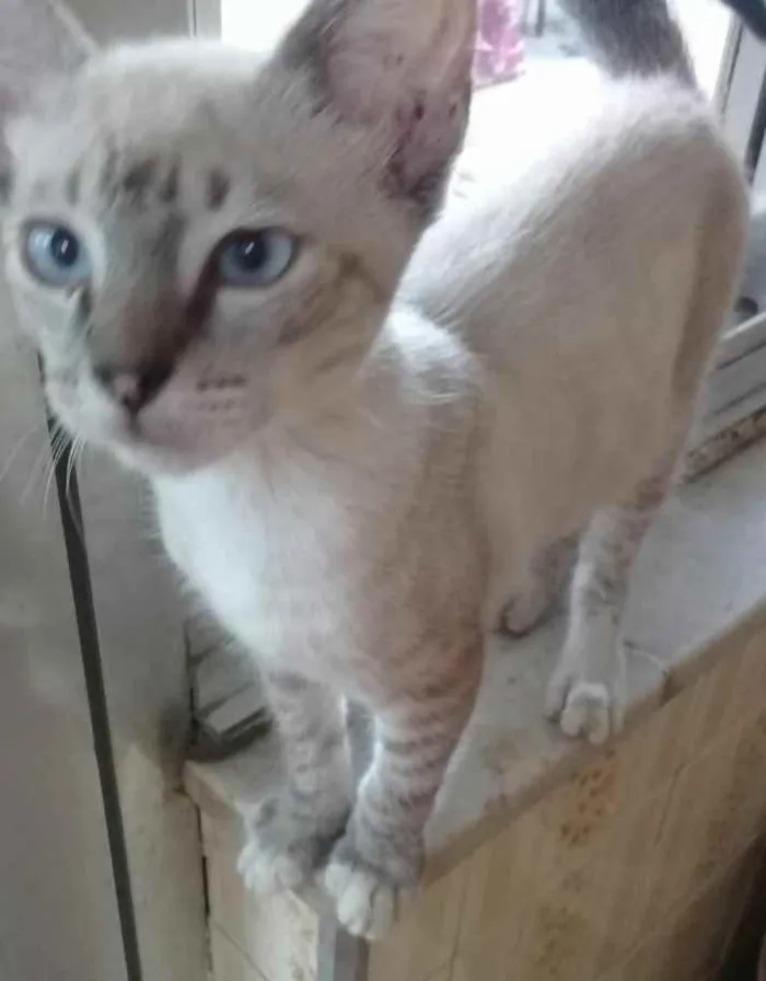 Gato ra a SRD idade 2 a 6 meses nome Dengoso 