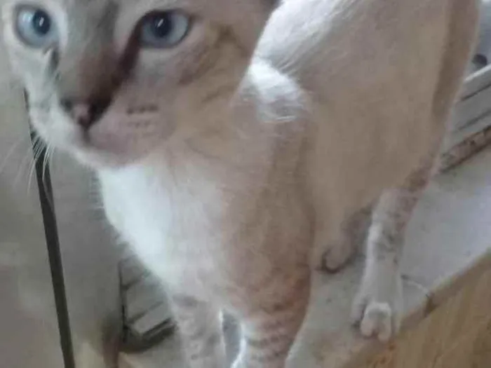 Gato ra a SRD idade 2 a 6 meses nome Dengoso 