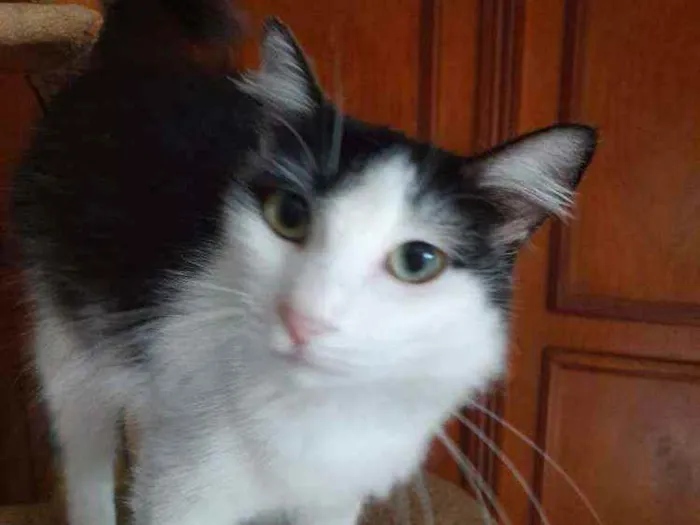 Gato ra a Srd  idade 7 a 11 meses nome Milly