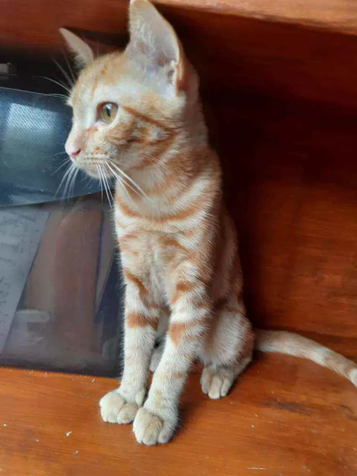 Gato ra a Srd  idade 2 a 6 meses nome Mel