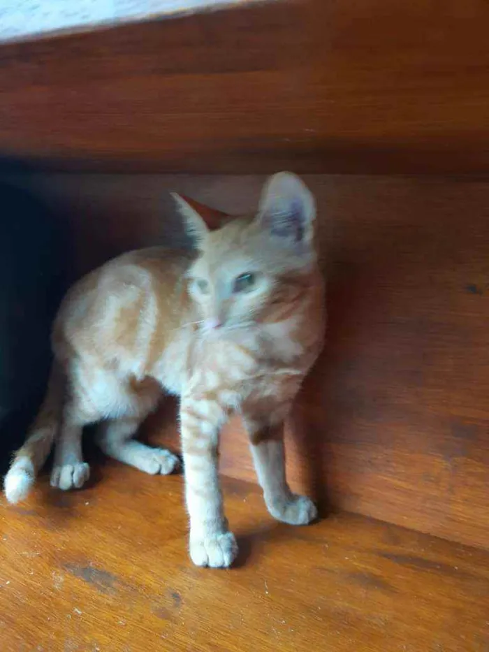 Gato ra a Srd  idade 2 a 6 meses nome Mel