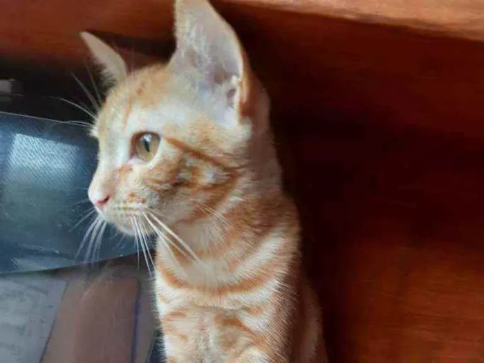 Gato ra a Srd  idade 2 a 6 meses nome Mel