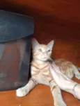 Mel