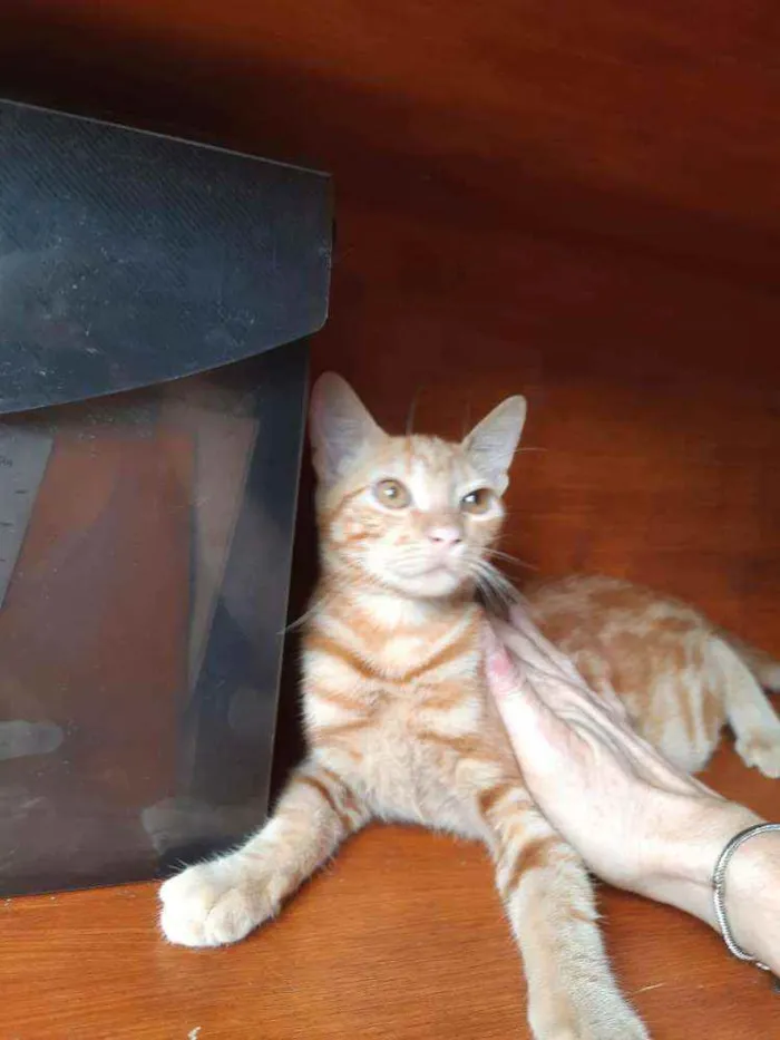 Gato ra a Srd  idade 2 a 6 meses nome Mel