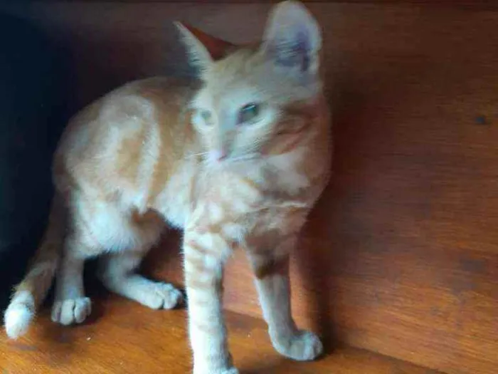 Gato ra a Srd  idade 2 a 6 meses nome Mel