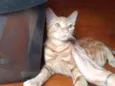Mel