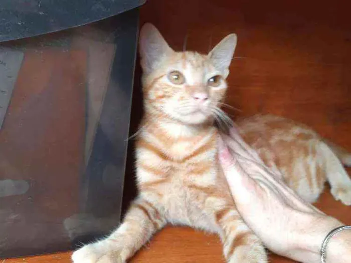 Gato ra a Srd  idade 2 a 6 meses nome Mel