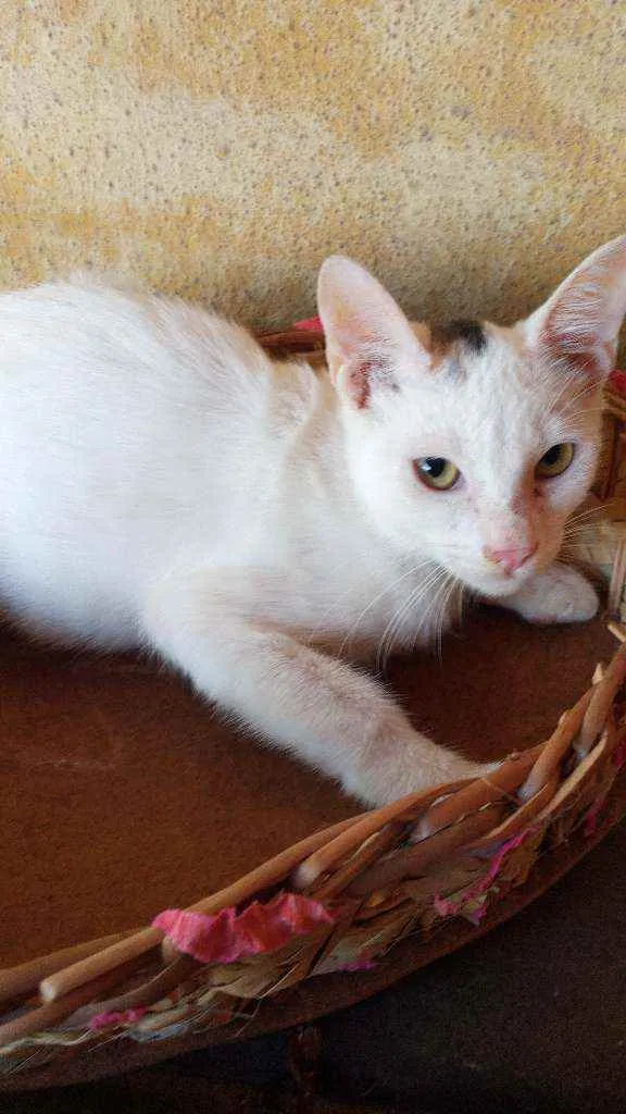 Gato ra a Srd idade 2 a 6 meses nome Principe