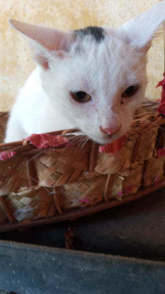 Gato ra a Srd idade 2 a 6 meses nome Principe