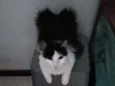 Milly