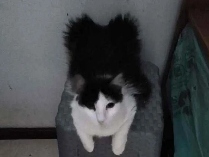 Gato ra a Srd  idade 7 a 11 meses nome Milly