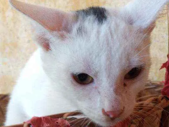 Gato ra a Srd idade 2 a 6 meses nome Principe
